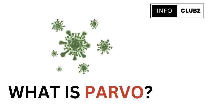 What is Parvo?