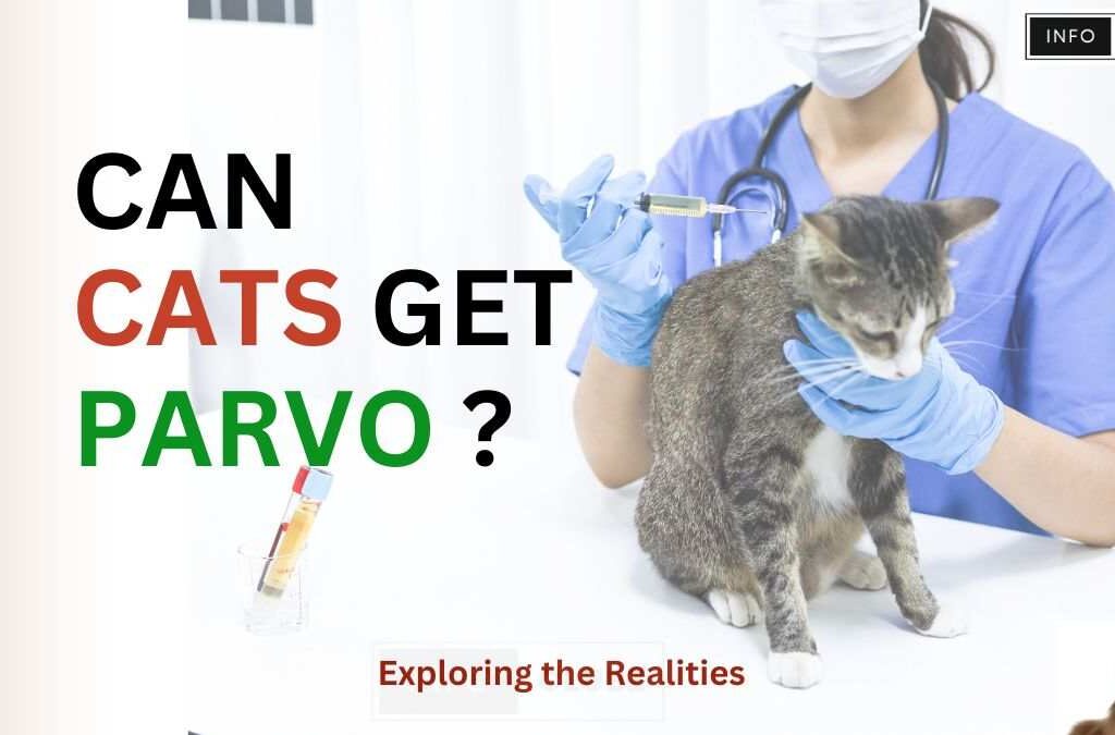 Can Cats get parvo ? Exploring the Realities