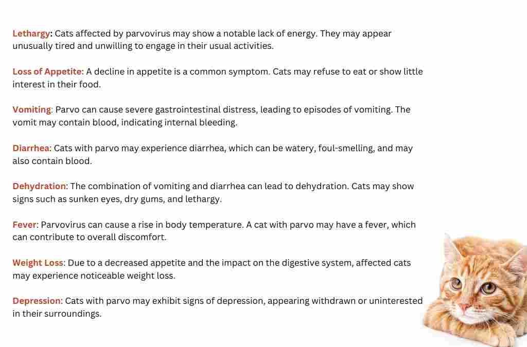 Symptoms of Parvo in Cats