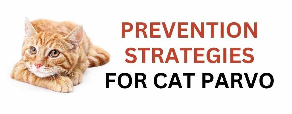 Prevention Strategies for cat parvo