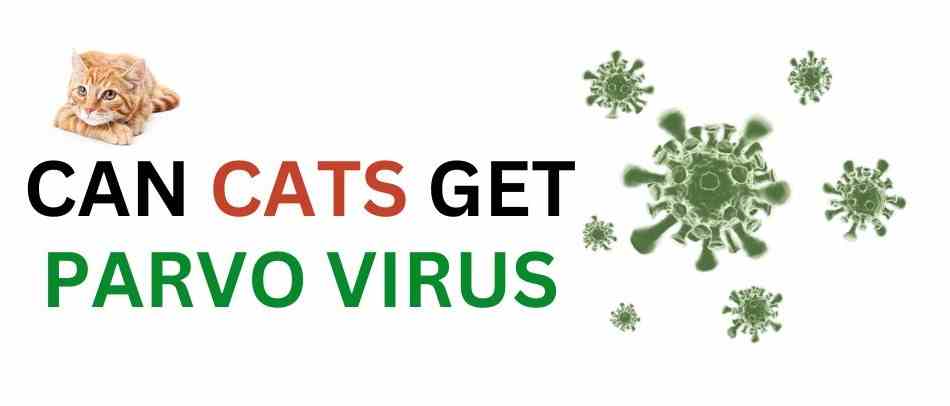 Can cats get parvo virus