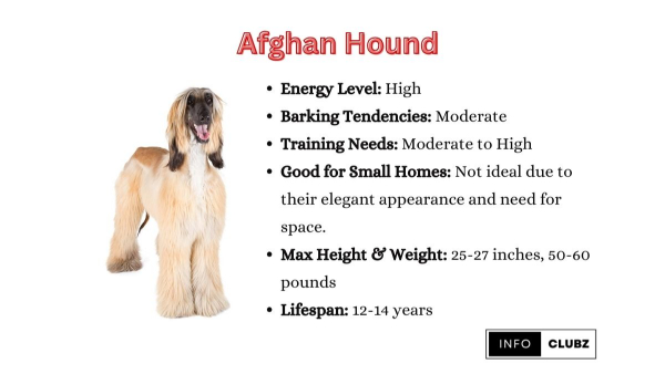 afghan hound adoption