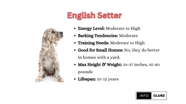 english setter pointing