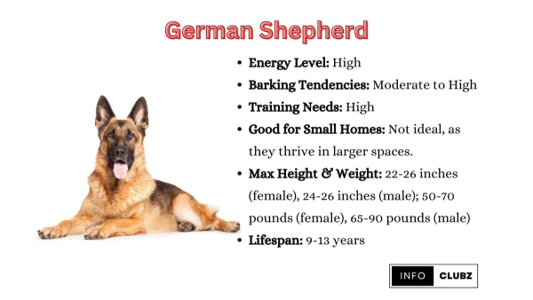 chocolate german shepherd