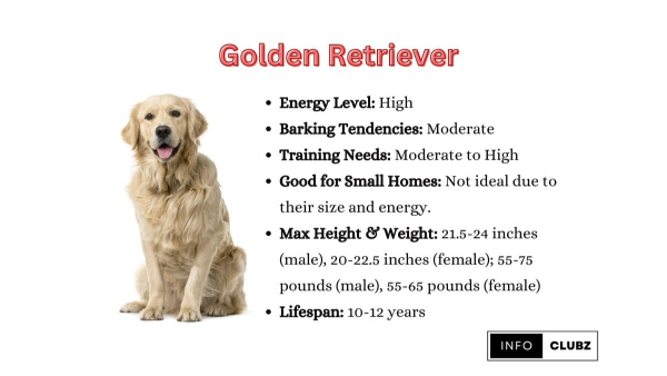 greyhound golden retriever mix