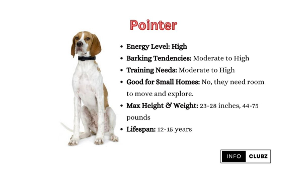 dog acupuncture points chart