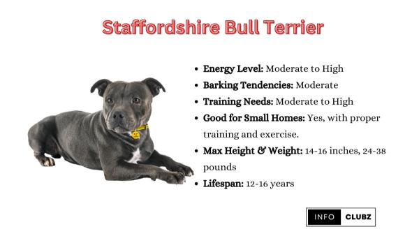 staffordshire bull terrier harness