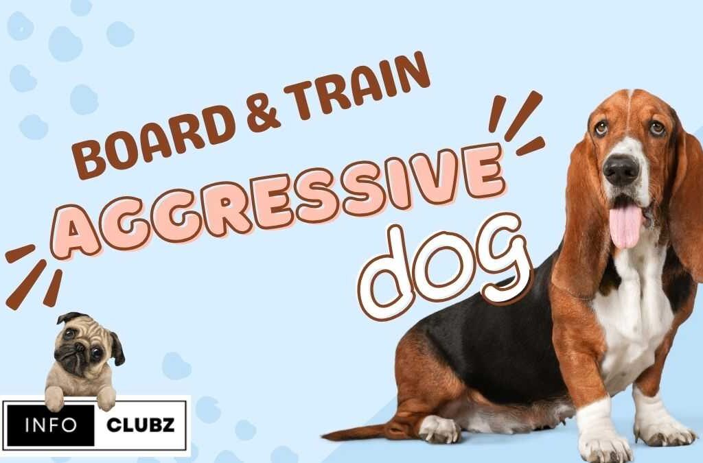 Aggressive Dog Board and Train